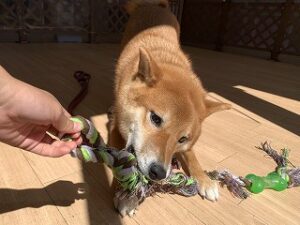 ペットホテルで綱引き遊び