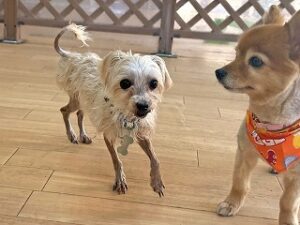 ペットホテルでお散歩中の犬ちゃん。