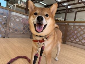 柴犬ちゃんにっこり