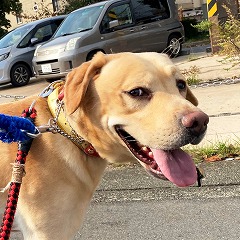 お散歩中の犬ちゃん。