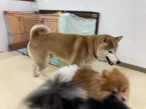 遊ぶ柴犬ちゃん