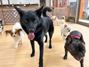 お友達がたくさんできて嬉しそうな犬ちゃん。