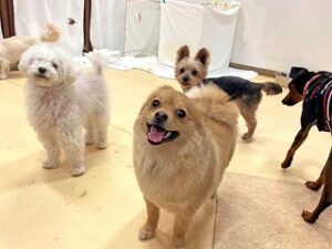 ペットホテルでたくさんのお友達に囲まれる犬ちゃん。