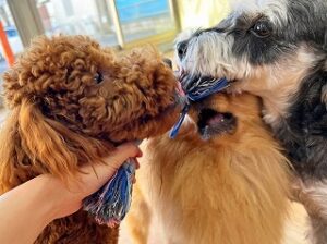 おもちゃの引っ張り合いをする犬ちゃん。