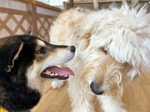 お友達に挨拶をする犬ちゃん。