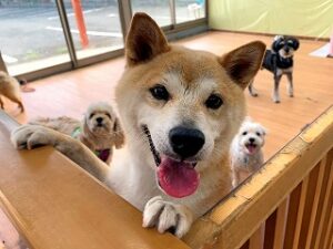 おやつが欲しい犬ちゃん。