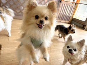 ペットホテルのスタッフさんと一緒に遊びたい犬ちゃん。