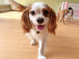 お腹がすいた犬ちゃん。