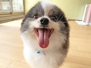 スタッフさんにご挨拶をしている犬ちゃん。