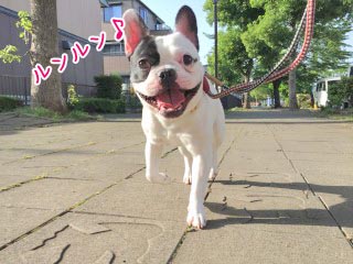 お散歩犬ちゃん