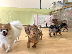 ペットホテルで元気に走り回る犬ちゃん。