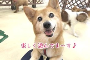 コーギーの笑顔犬