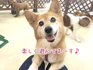 コーギーの笑顔犬