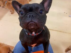 カメラが気になる犬ちゃん。