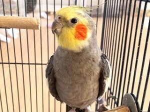 ペットホテルでお泊り中のインコちゃん。