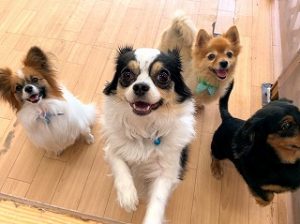 みんなで写真撮影をする犬ちゃん。