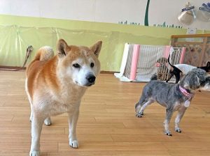 ペットホテルでのんびり過ごす犬ちゃん。