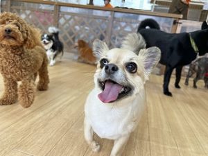 ペットホテルで元気に走り回る犬ちゃん。