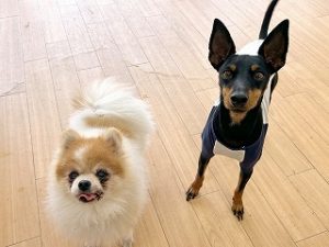 ペットホテルで新しいお友達が出来た犬ちゃん。