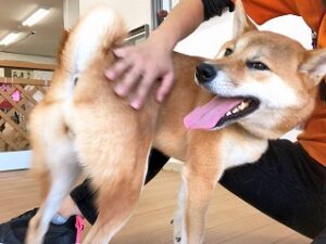 スタッフさんになでなんでしてもらっている犬ちゃん。