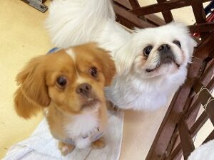 ペットホテルで新しいお友達が出来た犬ちゃん。