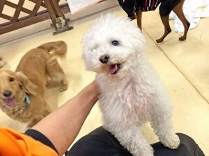 ペットホテルのスタッフさんと一緒に遊びたい犬ちゃん。