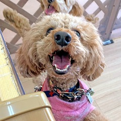 スタッフさんと一緒に遊びたい犬ちゃん。