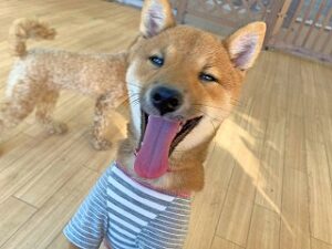 ペットホテルのスタッフさんにご挨拶をする犬ちゃん。