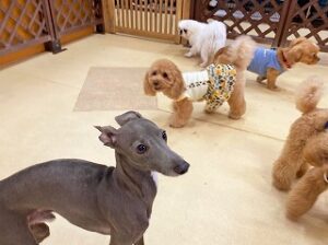 ペットホテルの広さを満喫中の犬ちゃん。