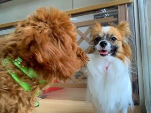 犬ちゃん元気にご挨拶