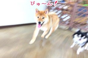 走る柴犬