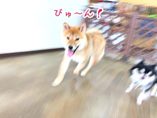 走る柴犬