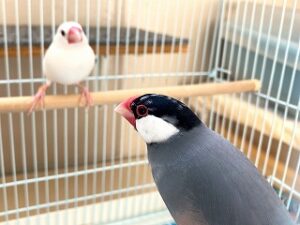 ペットホテルでお泊り中の文鳥さん