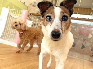 カメラに興味津々の犬ちゃん。