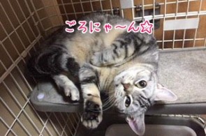 猫が寝転んだ