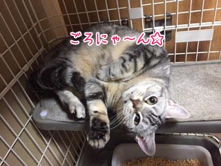 猫が寝転んだ