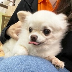 スタッフさんを独り占めする犬ちゃん。