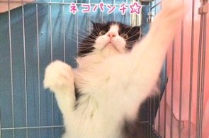 猫パンチ