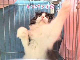 猫パンチ