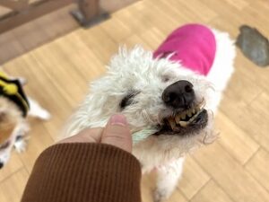 おもちゃで遊ぶ犬ちゃん。
