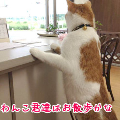 ワンちゃんはみんなお散歩だね