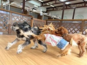 ペットホテルで鬼ごっこをする犬ちゃん。