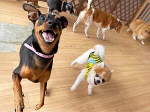 ペットホテルでかけっこをする犬ちゃん。