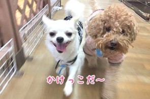 犬ちゃんかけっこ！