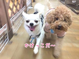 犬ちゃんかけっこ！