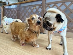 お友達とお話し中の犬ちゃん。
