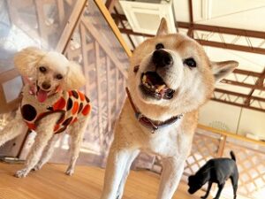 お友達と一緒にペットホテルを探検中の犬ちゃん。