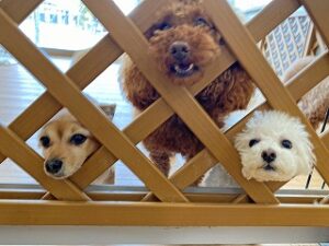 隣りが気になる犬ちゃん。