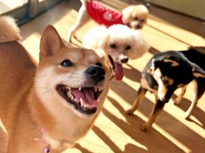 お友達がたくさんいて嬉しそうな犬ちゃん。