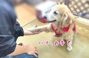 ちゃんとお手できるよ